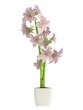 pembe hippeastrum çiçekler