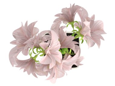 pembe hippeastrum çiçekler