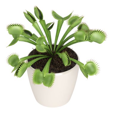 sinekkapan bitkisi, dionaea muscipula