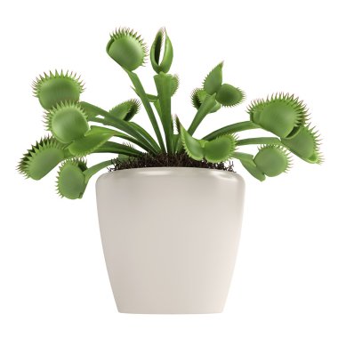 sinekkapan bitkisi, dionaea muscipula