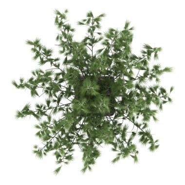 saksı manikürlü selvi