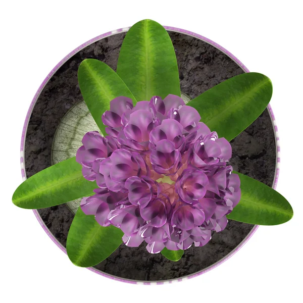 Krukväxt lila hyacint — Stockfoto