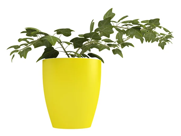 Ivy growing in a yellow pot — Stock Photo, Image