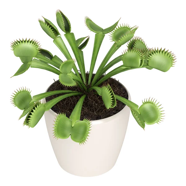 Muchołówka dionaea muscipula — Zdjęcie stockowe