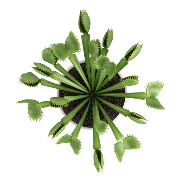 Sinekkapan bitkisi, dionaea muscipula — Stok fotoğraf