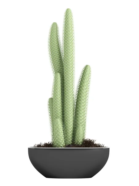 Cactus in a pot — Stock Photo, Image