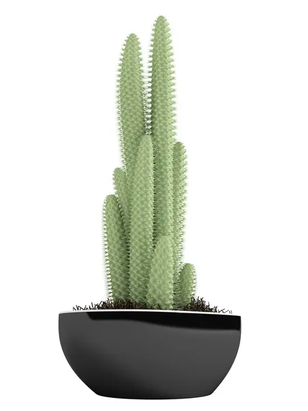 Kaktus i en gryta — Stockfoto