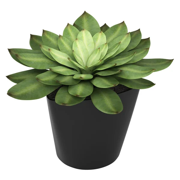 Echeveria growing in a container — Stock Photo, Image