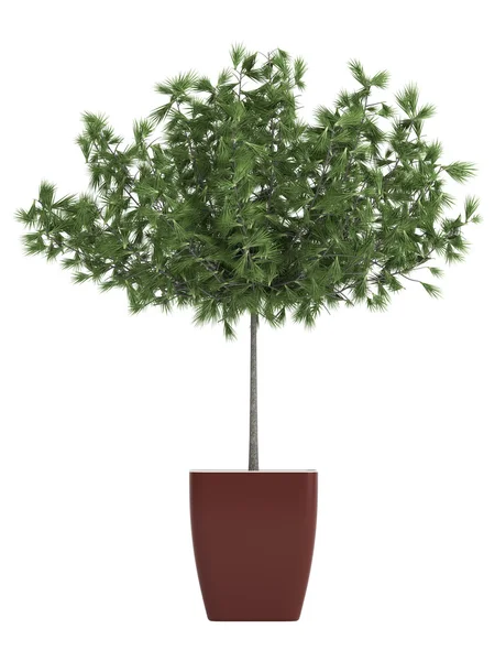 Krukväxt välklippta cypress — Stockfoto