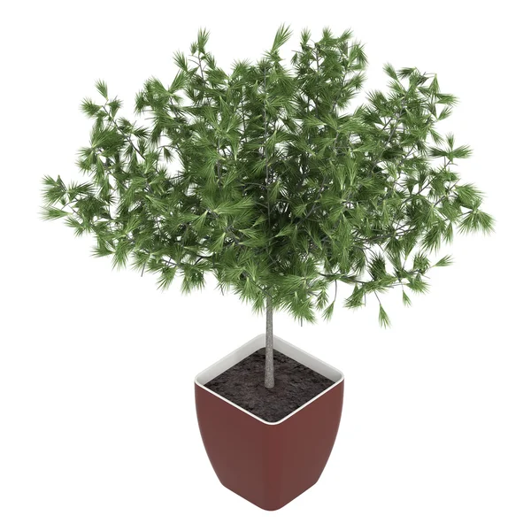 Krukväxt välklippta cypress — Stockfoto