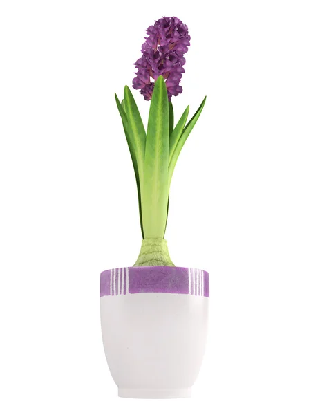 Potted purple hyacinth — Stock Image Potted purple hyacinth Stock Image