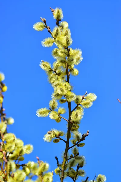 Willow tree květy brzy na jaře slunci — Stock fotografie