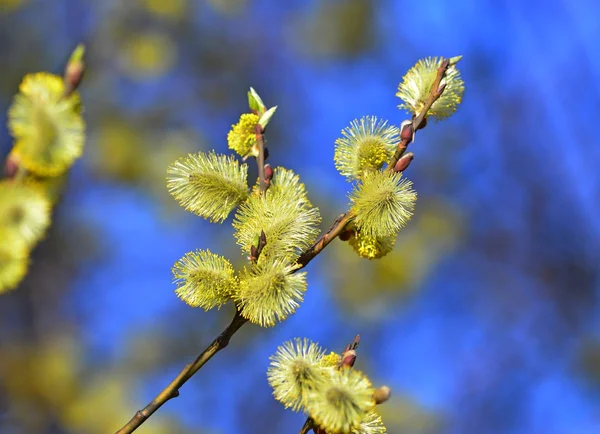 Willow tree květy brzy na jaře slunci — Stock fotografie