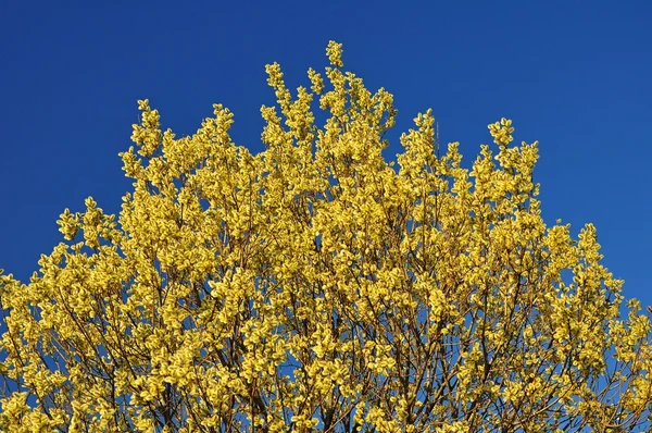 Willow tree květy brzy na jaře slunci — Stock fotografie