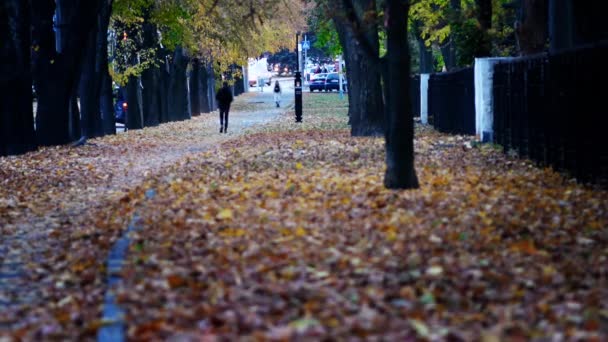 Silhouetten von nicht wiederzuerkennenden Menschen, die entlang der Gasse im Park spazieren. Studenten — Stockvideo