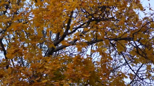 秋の時間だ。優しい風に揺れるカエデの木に黄色とオレンジ色の乾燥葉 — ストック動画