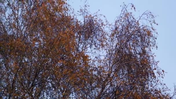 Осеннее время. Желтые листья на березе качаются нежным ветерком против неба. — стоковое видео