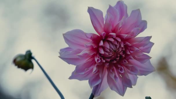 Dahlia blomma. Delikata lila kronblad av en vacker och stor blomma — Stockvideo