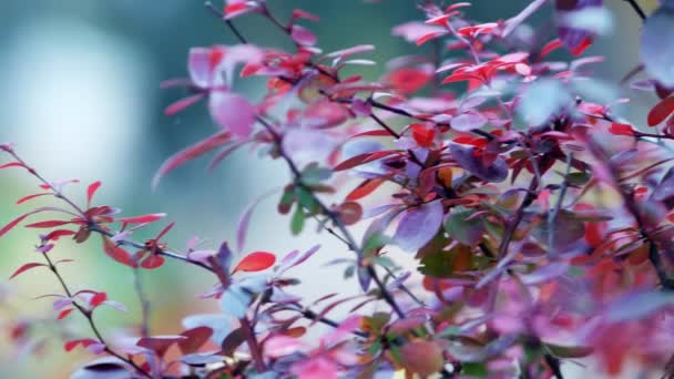 Berberis vulgaris é um arbusto ornamental. Lindas folhas ovais vermelhas lilás e rosa — Vídeo de Stock