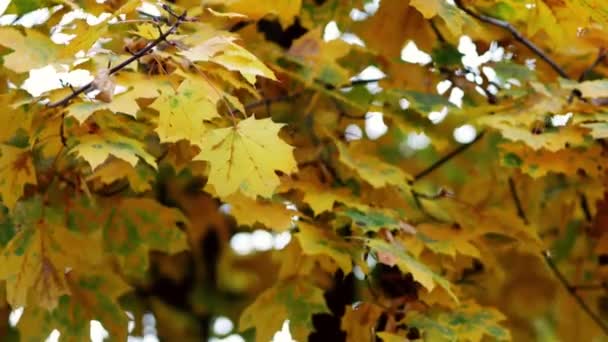 Jesienią. Żółte i pomarańczowe liście na drzewie klonowym kołyszą się w łagodnym wietrze — Wideo stockowe