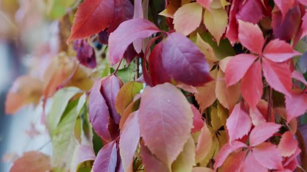 Tiempo de otoño. Hojas rojas rosadas y lila de uvas solteras en octubre. Primer plano — Vídeo de stock