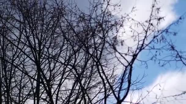 Silhouette of bare tree branches against blue sky. Crowns of trees. Clouds float — Stock video