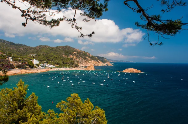 Tossa de mar — Foto de Stock