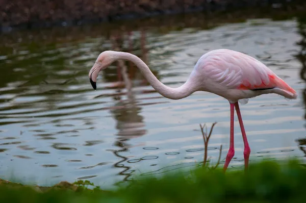 Flamingo — Stockfoto