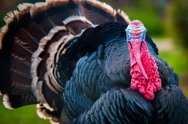 Turkey — Stock Photo, Image