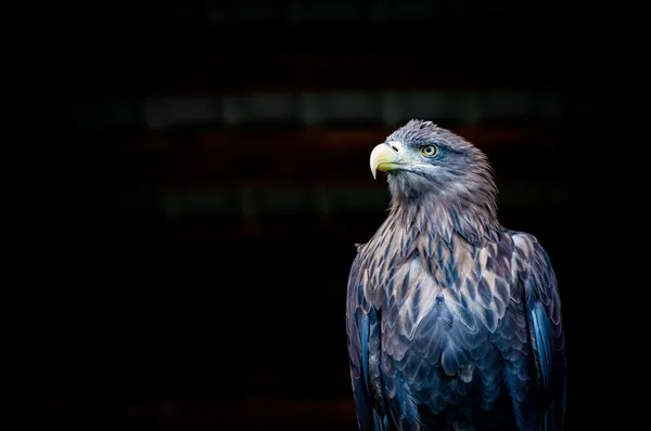 Ave águila — Foto de Stock