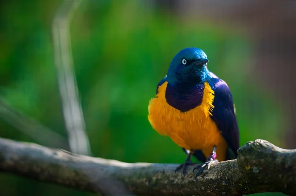 Parrot — Stock Photo, Image