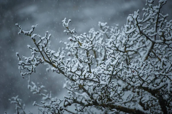 大雪中被雪覆盖的树枝 — 图库照片