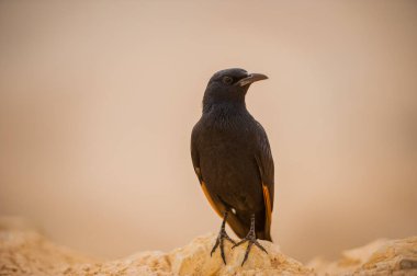 Kara Kuş İsrail Çölü 'nün arka planına karşı.