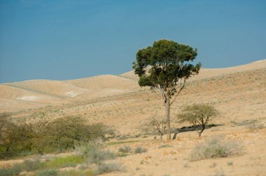 İsrail çölünde yeşil bir ağaç duruyor..