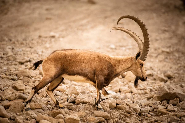 Mountain Goat Slopes Mountain Israeli Desert — Stock Photo, Image