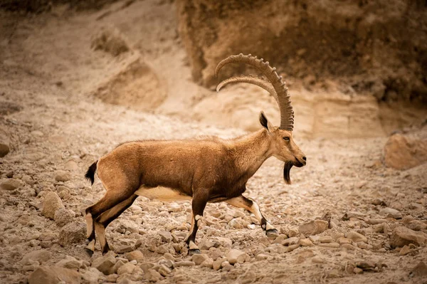 Mountain Goat Slopes Mountain Israeli Desert — Stock Photo, Image