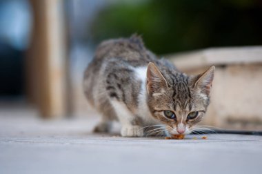 Çizgili kedi yavrusu kaldırımda kuru yiyecekler yiyor..