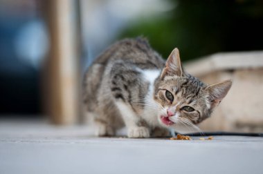 Çizgili kedi yavrusu kaldırımda kuru yiyecekler yiyor..