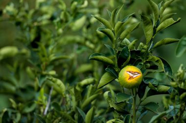 Portakal ve yeşil mandalinalar ağaçta yetişir..
