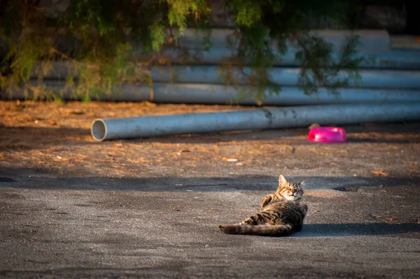 Gato Luz Sol Está Lambendo Pavimento — Fotografia de Stock