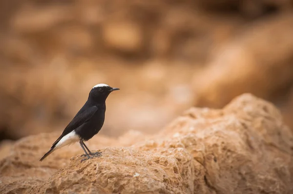 Oenanthe Leucopyga Senta Sobre Uma Rocha Deserto Israel — Fotografia de Stock