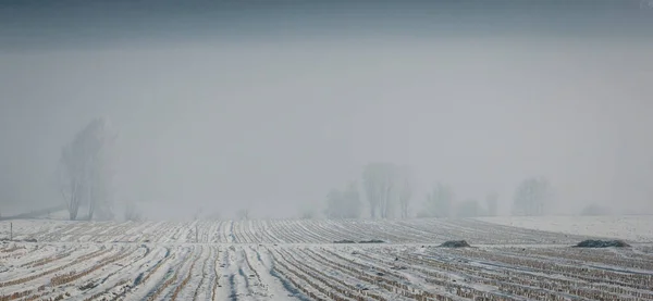 雾中的树木矗立在雪地里 — 图库照片