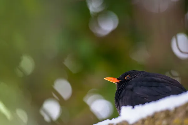 새가눈 침엽수와 — 스톡 사진