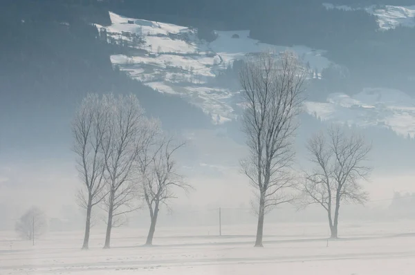 雾中的树木矗立在雪地里 — 图库照片