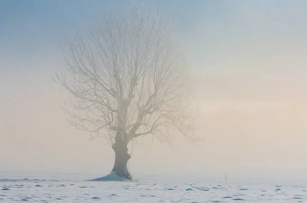 雾中的树木矗立在雪地里 — 图库照片