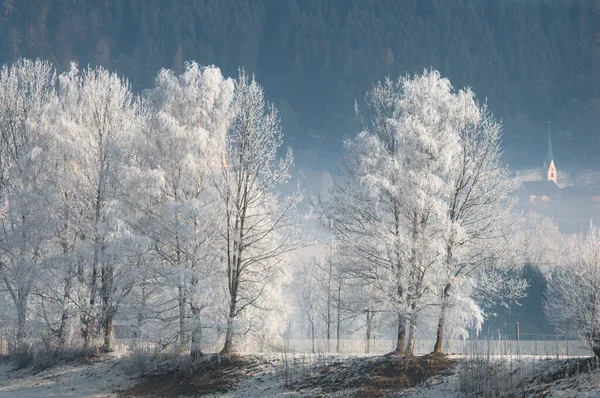 雾中的树木矗立在雪地里 — 图库照片