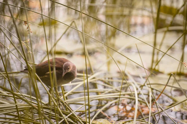 Reed Warbler Sits Lake Shore Grass — Stock Photo, Image