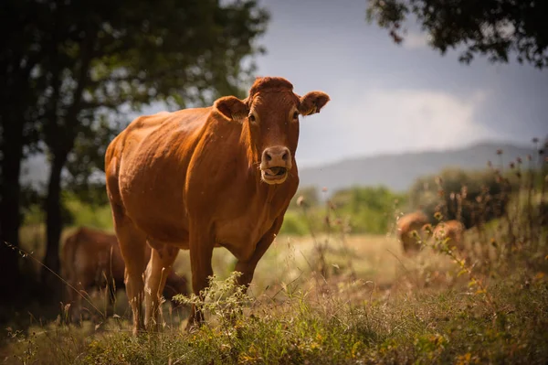 Brown Cow Grazing Shores Mountain Lake — Stock Photo, Image