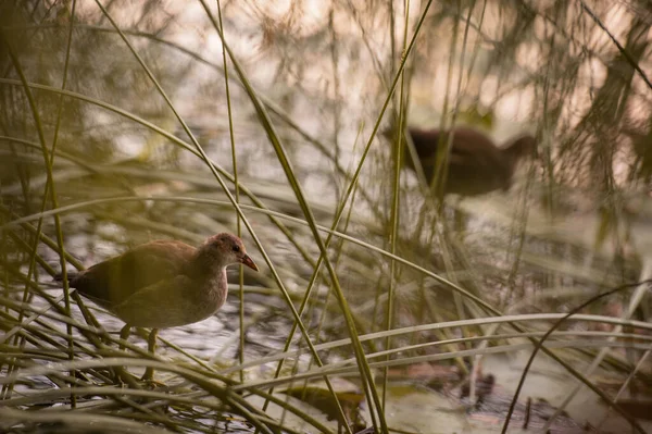 Reed Warbler Sits Lake Shore Grass — Stock Photo, Image