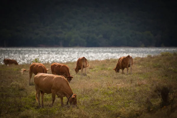 Uma Vaca Marrom Pastando Nas Margens Lago Montanha — Fotografia de Stock